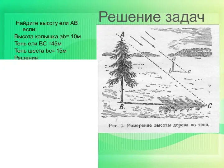 Найдите высоту ели АВ если: Высота колышка ab= 10м Тень