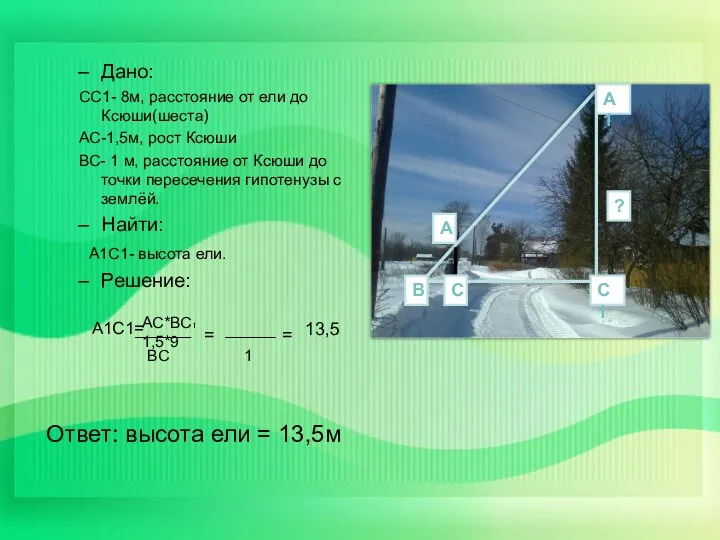 Дано: СС1- 8м, расстояние от ели до Ксюши(шеста) АС-1,5м, рост