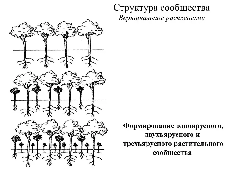 Формирование одноярусного, двухъярусного и трехъярусного растительного сообщества Структура сообщества Вертикальное расчленение