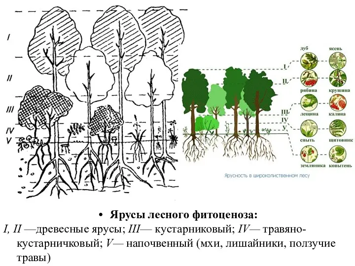 Ярусы лесного фитоценоза: I, II —древесные ярусы; III— кустарниковый; IV—