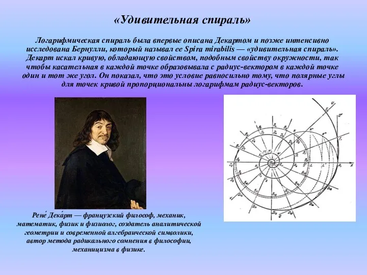 «Удивительная спираль» Логарифмическая спираль была впервые описана Декартом и позже