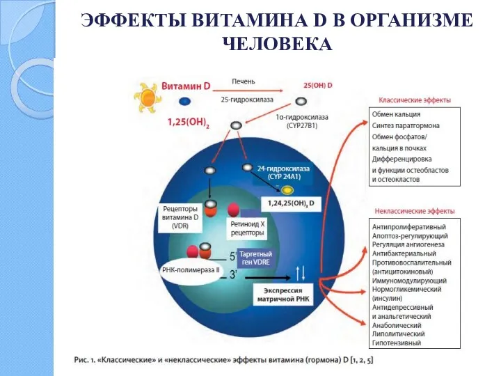 ЭФФЕКТЫ ВИТАМИНА D В ОРГАНИЗМЕ ЧЕЛОВЕКА