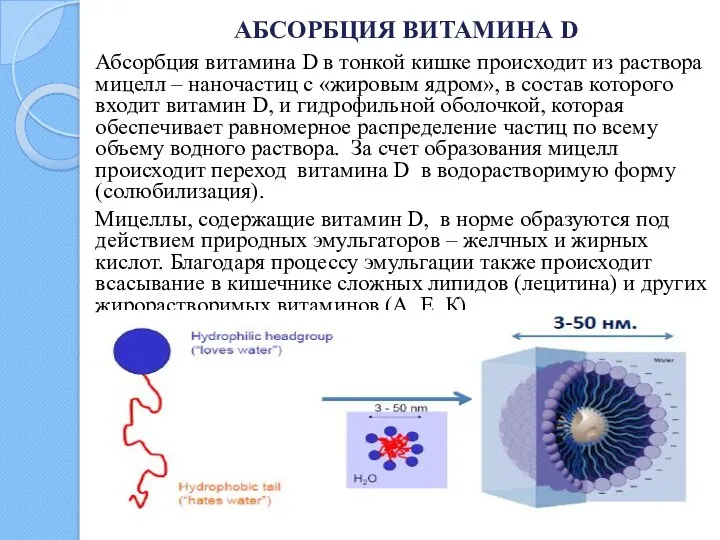 АБСОРБЦИЯ ВИТАМИНА D Абсорбция витамина D в тонкой кишке происходит