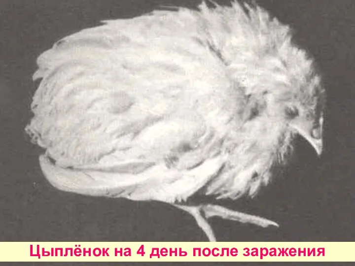 Цыплёнок на 4 день после заражения
