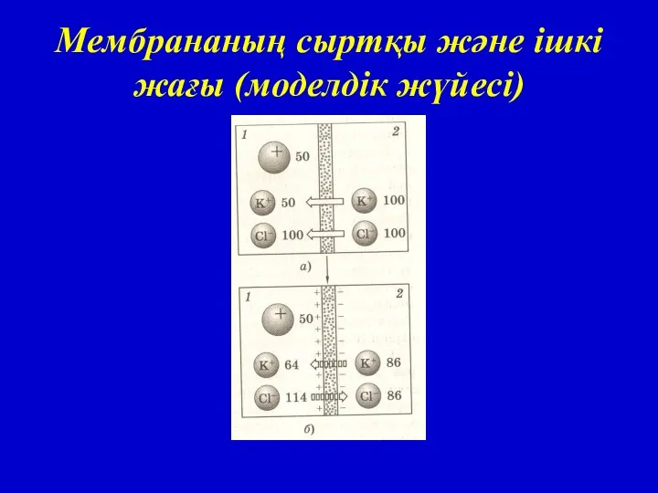 Мембрананың сыртқы және ішкі жағы (моделдік жүйесі)