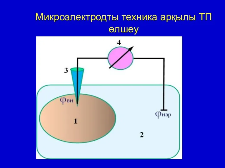 Микроэлектродты техника арқылы ТП өлшеу