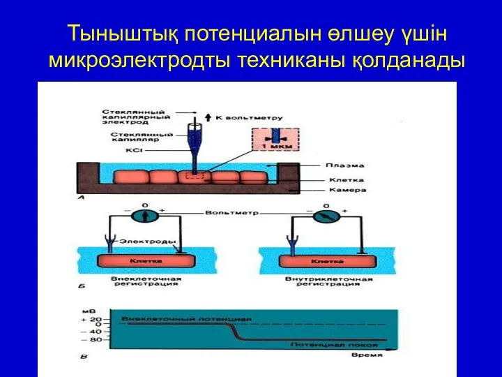 Тыныштық потенциалын өлшеу үшін микроэлектродты техниканы қолданады