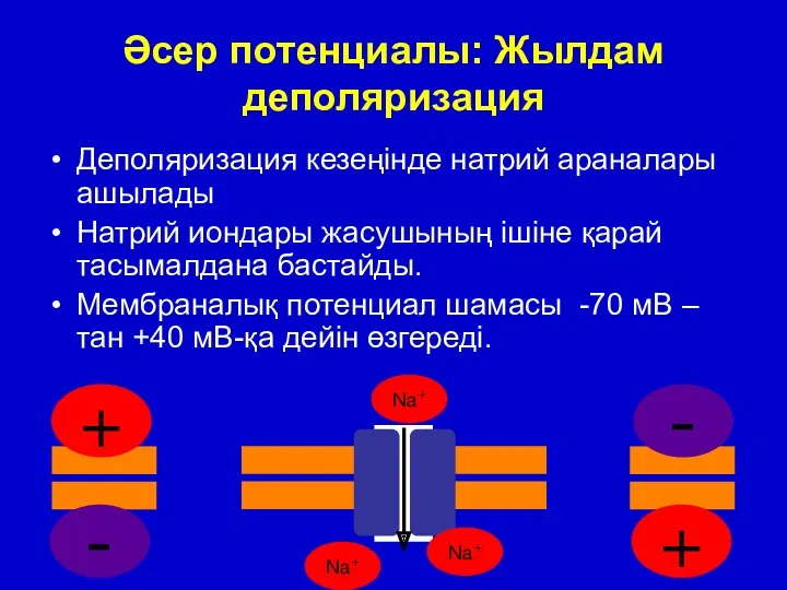 Әсер потенциалы: Жылдам деполяризация Деполяризация кезеңінде натрий араналары ашылады Натрий