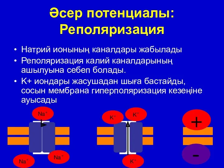 Әсер потенциалы: Реполяризация Натрий ионының каналдары жабылады Реполяризация калий каналдарының