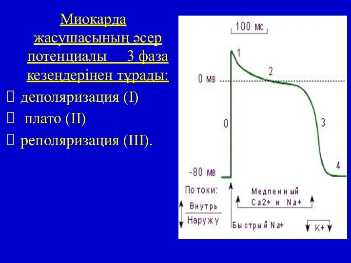 Миокарда жасушасының әсер потенциалы 3 фаза кезеңдерінен тұрады: деполяризация (I) плато (II) реполяризация (III).