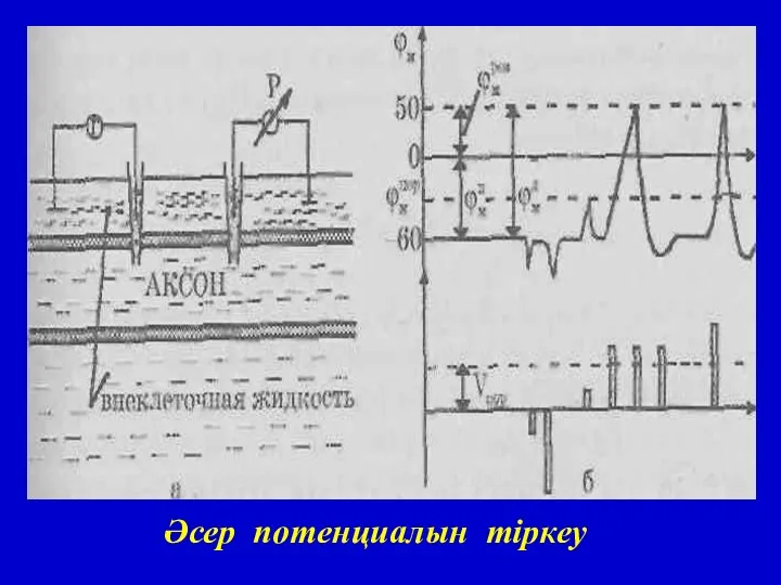 Әсер потенциалын тіркеу