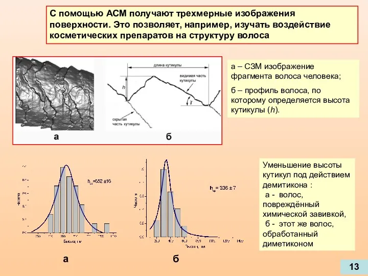 Уменьшение высоты кутикул под действием демитикона : а - волос,