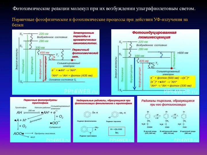 Фотохимические реакции молекул при их возбуждении ультрафиолетовым светом. Первичные фотофизические