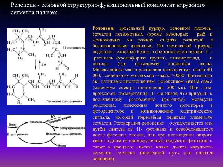 Родопсин, зрительный пурпур, основной палочек сетчатки позвоночных (кроме некоторых рыб