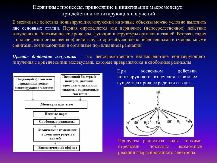 Первичные процессы, приводящие к инактивации макромолекул при действии ионизирующих излучений