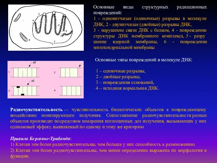 Основные виды структурных радиационных повреждений: 1 - однонитчатые (одиночные) разрывы