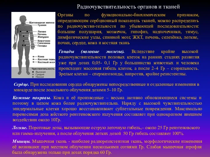 Гонады (половые железы). Вследствие крайне высокой радиочувствительности половых клеток на