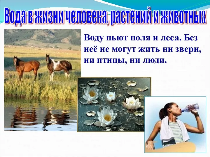 Вода в жизни человека, растений и животных Воду пьют поля