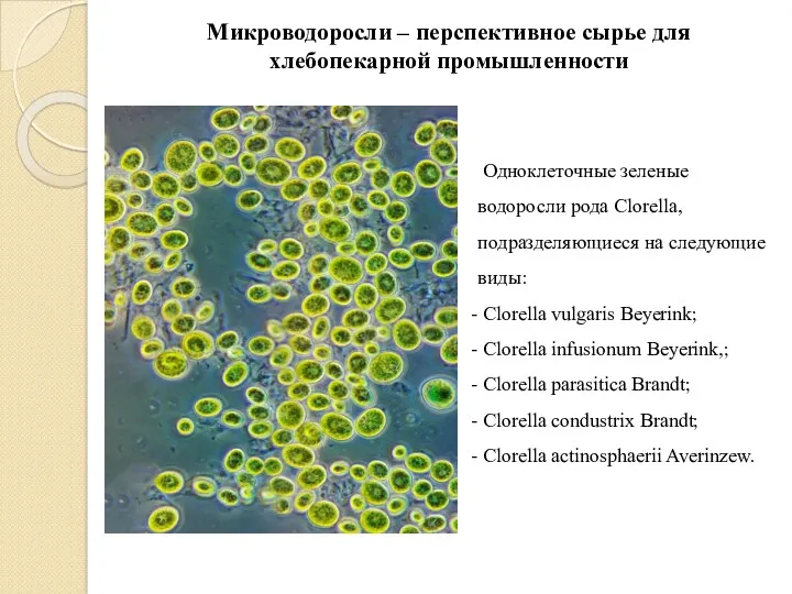 Микроводоросли – перспективное сырье для хлебопекарной промышленности Одноклеточные зеленые водоросли