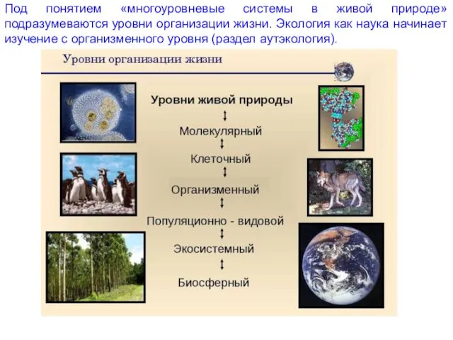 Под понятием «многоуровневые системы в живой природе» подразумеваются уровни организации жизни. Экология как