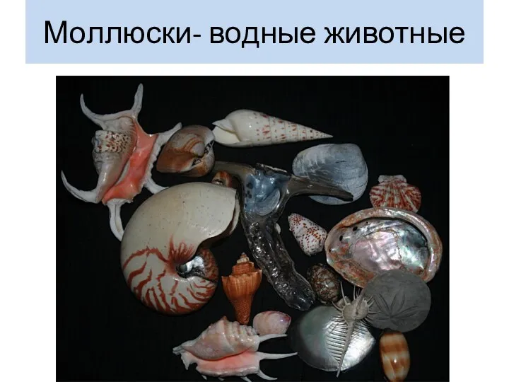 Моллюски- водные животные