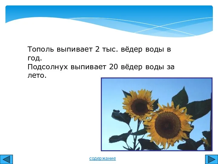 Тополь выпивает 2 тыс. вёдер воды в год. Подсолнух выпивает 20 вёдер воды за лето. содержание