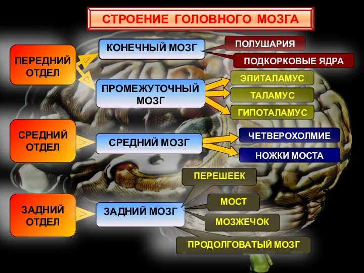 ЭПИТАЛАМУС ТАЛАМУС ГИПОТАЛАМУС ЧЕТВЕРОХОЛМИЕ НОЖКИ МОСТА КОНЕЧНЫЙ МОЗГ СРЕДНИЙ ОТДЕЛ