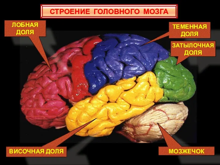 ТЕМЕННАЯ ДОЛЯ ЗАТЫЛОЧНАЯ ДОЛЯ МОЗЖЕЧОК ВИСОЧНАЯ ДОЛЯ ЛОБНАЯ ДОЛЯ СТРОЕНИЕ ГОЛОВНОГО МОЗГА