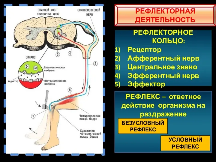 РЕФЛЕКТОРНОЕ КОЛЬЦО: Рецептор Афферентный нерв Центральное звено Эфферентный нерв Эффектор РЕФЛЕКТОРНАЯ ДЕЯТЕЛЬНОСТЬ