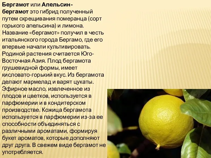 Бергамот или Апельсин-бергамот это гибрид полученный путем скрещивания померанца (сорт горького апельсина) и
