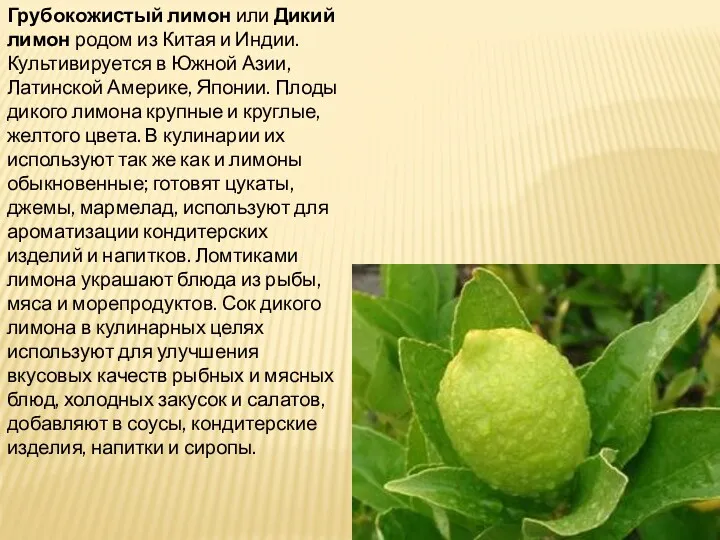 Грубокожистый лимон или Дикий лимон родом из Китая и Индии. Культивируется в Южной