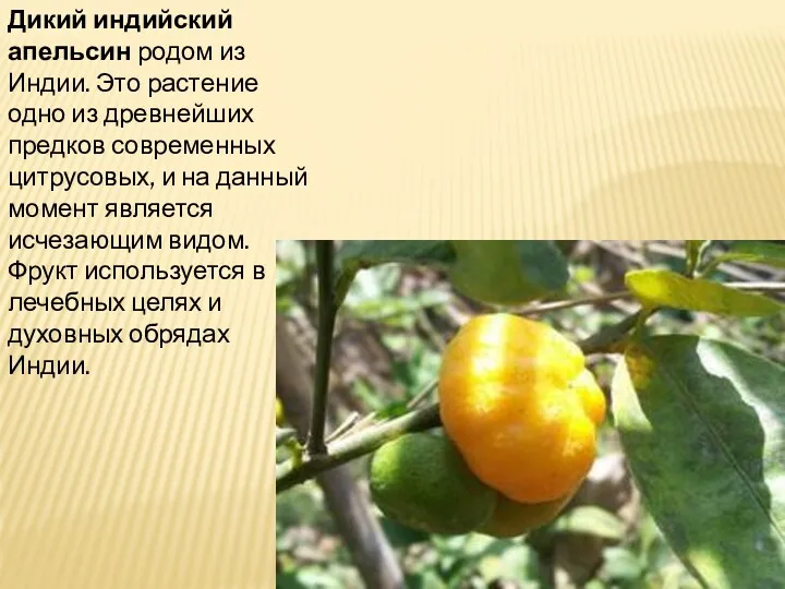 Дикий индийский апельсин родом из Индии. Это растение одно из древнейших предков современных