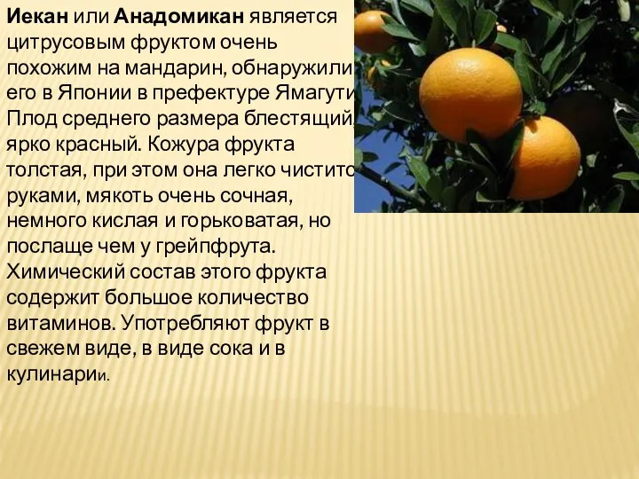 Иекан или Анадомикан является цитрусовым фруктом очень похожим на мандарин, обнаружили его в