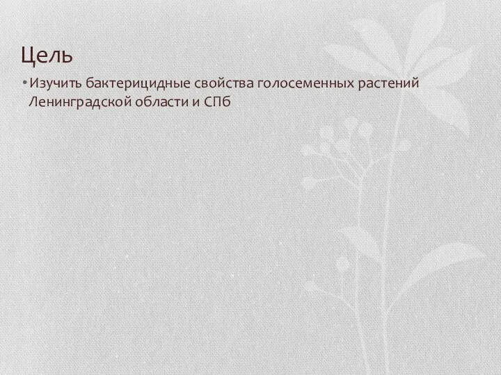 Цель Изучить бактерицидные свойства голосеменных растений Ленинградской области и СПб