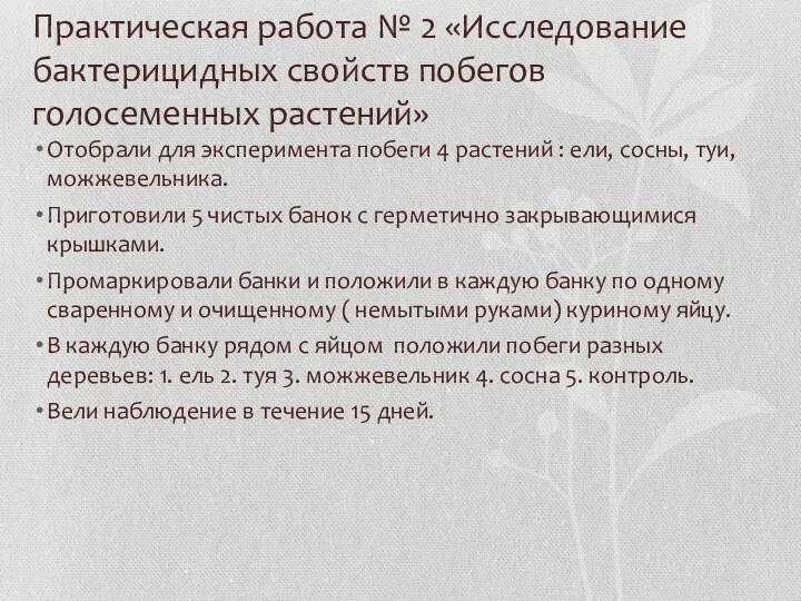 Практическая работа № 2 «Исследование бактерицидных свойств побегов голосеменных растений»