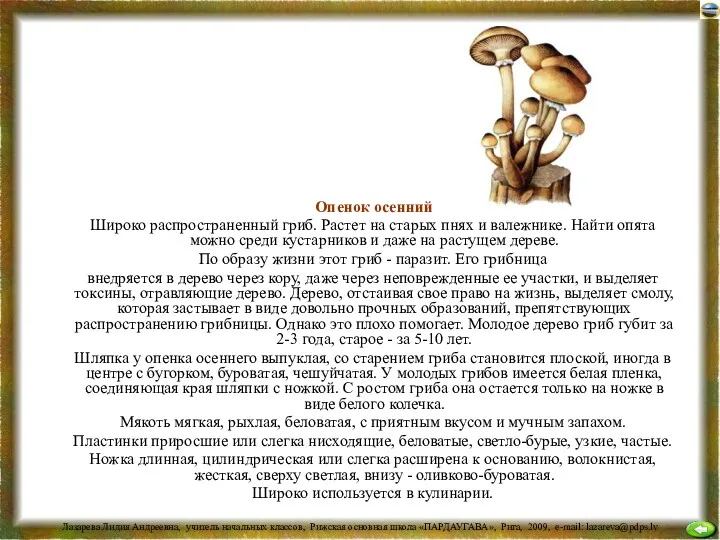 Опенок осенний Широко распространенный гриб. Растет на старых пнях и