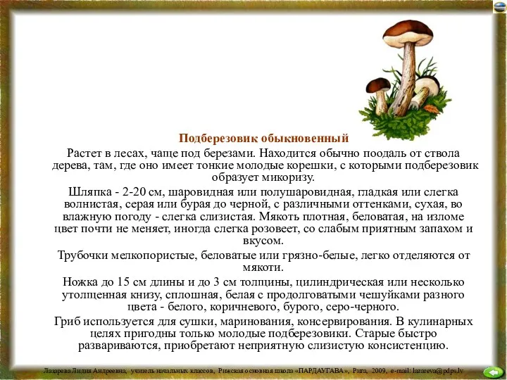 Подберезовик обыкновенный Растет в лесах, чаще под березами. Находится обычно