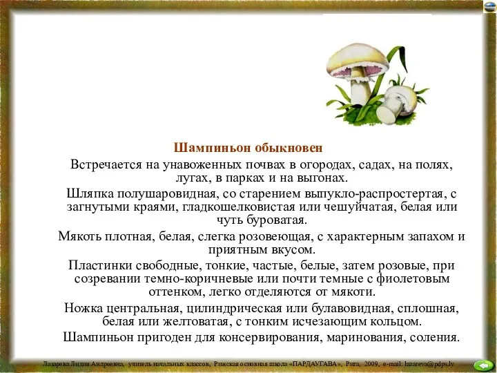 Шампиньон обыкновенный Встречается на унавоженных почвах в огородах, садах, на