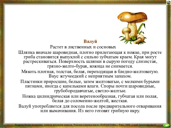 Валуй Растет в лиственных и сосновых лесах. Шляпка вначале шаровидная,