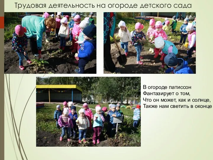 Трудовая деятельность на огороде детского сада В огороде патиссон Фантазирует