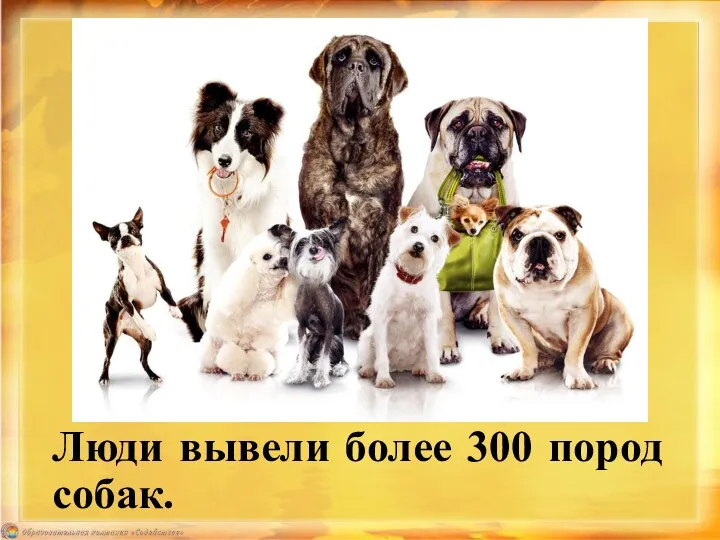 Люди вывели более 300 пород собак.