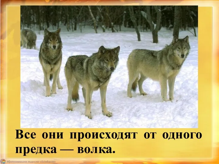 Все они происходят от одного предка — волка.