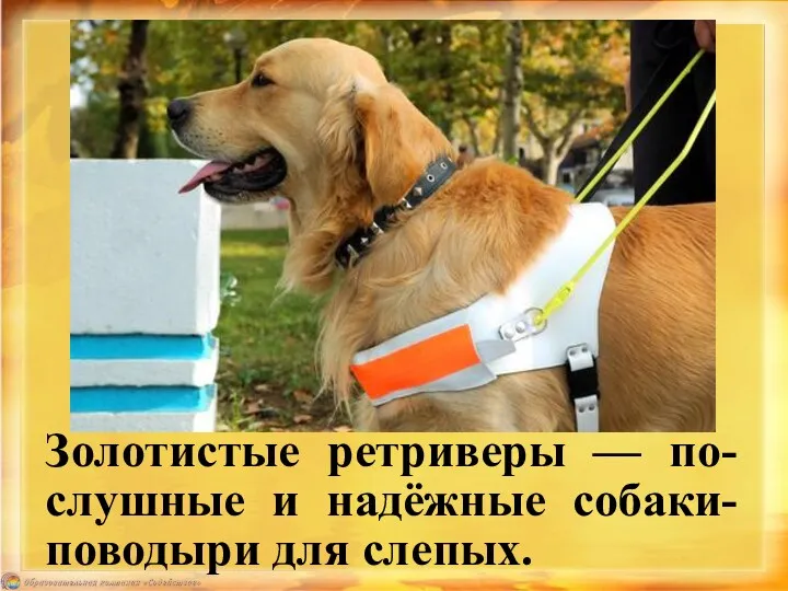 Золотистые ретриверы — по-слушные и надёжные собаки-поводыри для слепых.