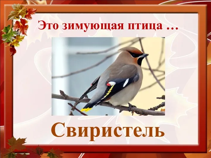 Свиристель Это зимующая птица …