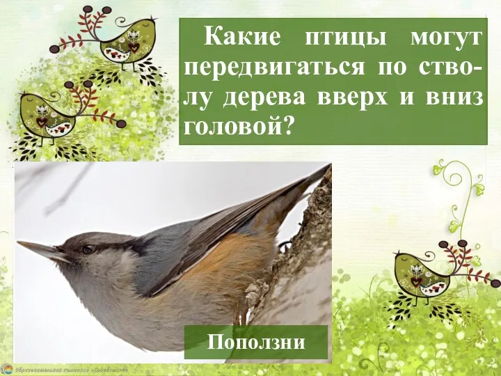 Какие птицы могут передвигаться по ство-лу дерева вверх и вниз головой? Поползни