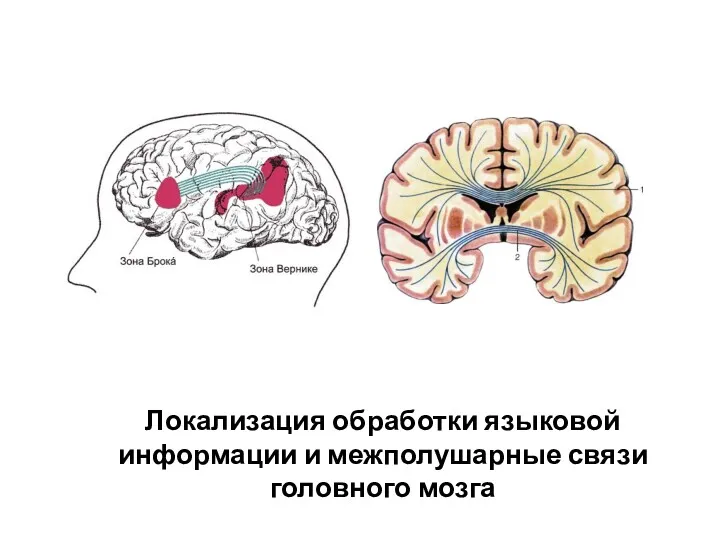 Локализация обработки языковой информации и межполушарные связи головного мозга