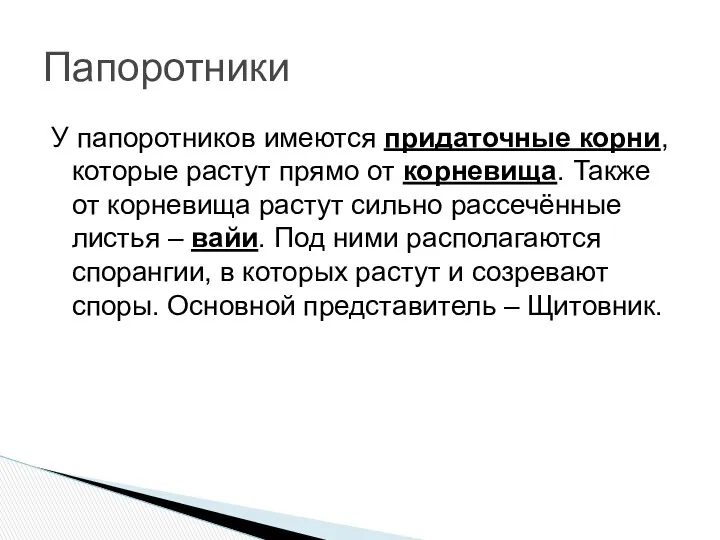 У папоротников имеются придаточные корни, которые растут прямо от корневища.