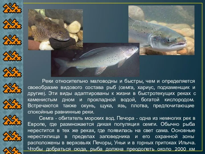 Реки относительно маловодны и быстры, чем и определяется своеобразие видового состава рыб (семга,