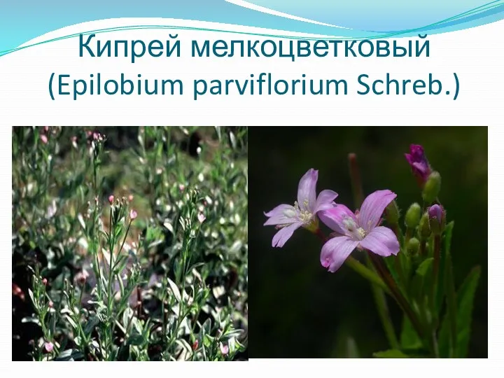 Кипрей мелкоцветковый (Epilobium parviflorium Schreb.)