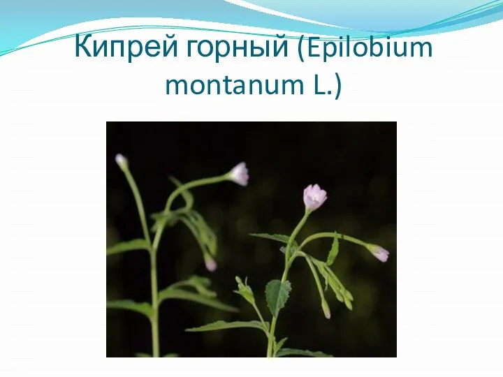 Кипрей горный (Epilobium montanum L.)